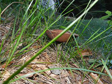 ritrovamenti 11 ottobre